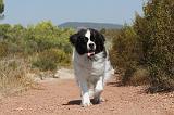 LANDSEER 097